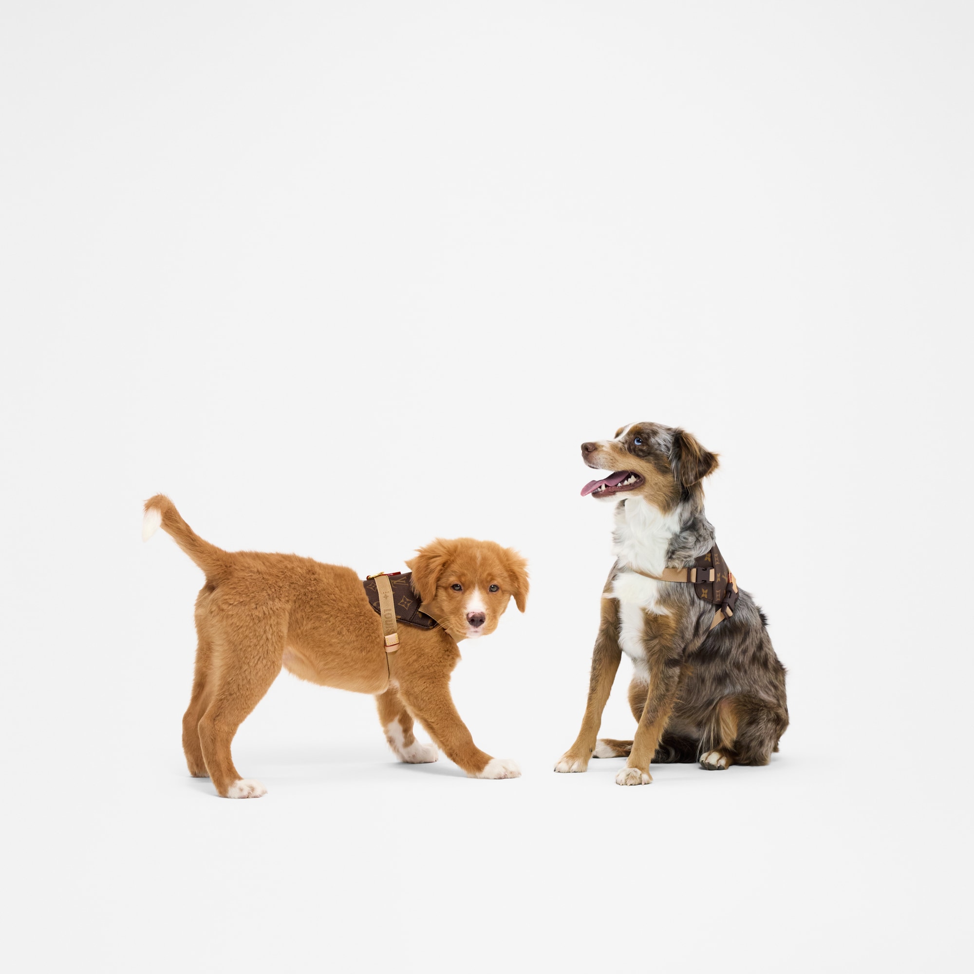Harness PM - Pets Accessories | LOUIS VUITTON